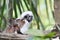 Tamarin monkey