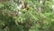 Tamarind (Also called Tamarindus indica, asam) fruit on the tree