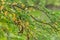 Tamarind branches with its flowers and young fruits