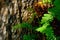 Tamarind green leaf with natural bokeh background