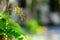 Tamarind green leaf with natural bokeh background