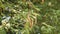 Tamarind hanging on the tree, Asian fruits