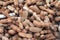 Tamarind heap many, tamarind for background, pile of ripe tamarind