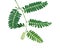 Tamarind leaf