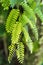 Tamarind leaf close up