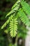 Tamarind leaf close up