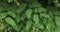 Tamarind leaves closeup. Green leaves background.