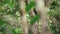 Tamarind Monkey in the Amazon Rainforest
