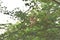 Tamarind, natural fruit on ripe trees