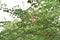 Tamarind, natural fruit on ripe trees