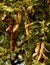 Tamarind Pods hanging in the tree.