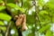 Tamarind Pods in its Tree