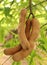 Tamarind Pods in tree