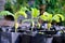 Tamarind saplings of young plants in a bag black, plantation farming of tamarind selective focus