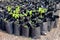 Tamarind saplings of young plants in a bag black, plantation farming of tamarind selective focus