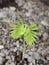 Tamarind seedling germinated from soil with cotyledon and true leaves