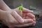 Tamarind sprout in human hands