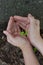 Tamarind sprout in human hands