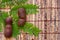 Tamarind (Tamarindus indica) pods and leaves