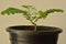 Tamarind, tamarindus indica sapling grown from a seed.Tamarind is a leguminous tree bearing edible fruit. Family Fabaceae.