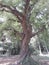 Tamarind tree.