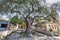 Tamarind tree in the center of Yara, Cuba