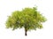Tamarind tree (Tamarindus indica)