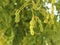 Tamarind Tree Or Tamarindus Indica With Pods