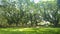 Tamarind trees that are hundreds of years old in the forest