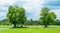 Tamarind trees in paddy field background