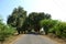 Tamarind trees in road both side