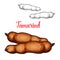 Tamarind vector sketch exotic fruit icon