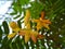 Tamarindus indica, Tamarindus indica flowers are blooming, a sign that Tamarindus indica fruit will appear.