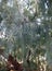 Tamarisk aphylla or Athel pine large tree