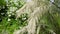 Tamarisk blooming with white flowers in summer garden. Branches of bush hanging with blossom in park