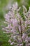 Tamarisk blooms with pink flowers close-up