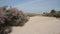 Tamarisk bushes on the sandy shore