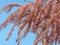 Tamarisk pink flowering shrub branches on blue sky background, Tamarix parviflora, detail of branch with small flowers