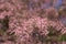 Tamarisk pink flowers blooming