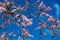 Tamarisk, salt cedar branches closeup view, blue sky background