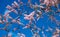 Tamarisk, salt cedar branches closeup view, blue sky background