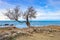 Tamarisk or tamarix tree, rock beach and ocean on background.