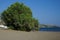 Tamarisk tree grows on the Mediterranean coast in September. Rhodes Island, Greece