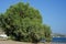 Tamarisk tree grows on the Mediterranean coast in September. Rhodes Island, Greece