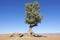 Tamarisk tree (Tamarix articulata) in the Sahara desert.