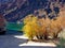 Tamarisk trees on the Colorado River below Hoover Dam, Nevada