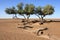 Tamarisk trees (Tamarix articulata) in the desert.