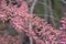 Tamarix bush blooming in early spring in ukraine