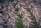 Tamarix Flowers, Pink Tamarisk Closeup, Flowering Tree Salt Cedar Tree, Taray Macro Photo