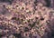 Tamarix Flowers, Pink Tamarisk Closeup, Flowering Tree Salt Cedar Tree, Taray Macro Photo